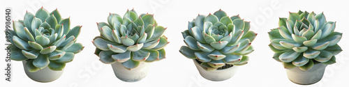 set of A detailed close-up of a pastel green Echeveria Chihuahuaensis succulent with vibrant red-tipped leaves in a plant pot, on a transparent backgrounds