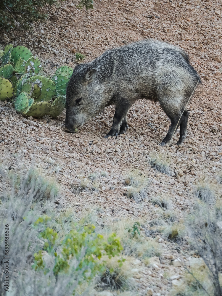 Javelina eating prickly pear fruit from a cactus Javelina eating prickly pear fruit from a cactus