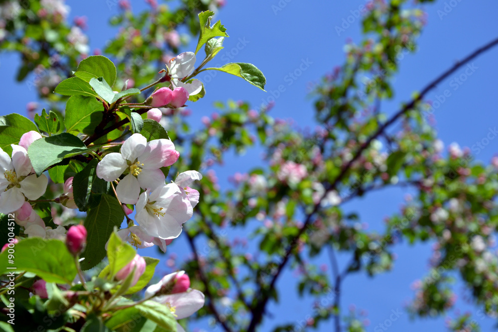 Malus tree pink flowers. Blooming Malus tree Malus tree pink flowers. Blooming Malus tree