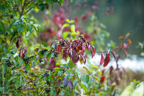 Viburnum lentago, the nannyberry, sheepberry, or sweet viburnum Colorful Foliage Along the Lakeside in Autumn Capturing Nature's Beauty at Dusk photo