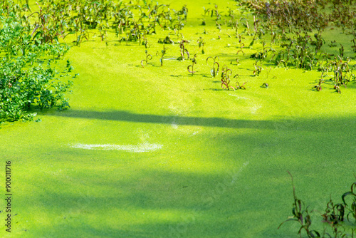 Blue Green Algae in Waimangu Volcanic Valley - New Zealand