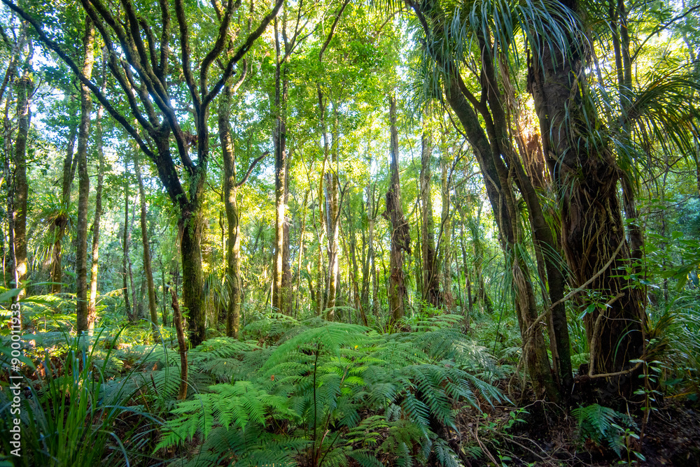 Waipoua Kauri Forest - New Zealand