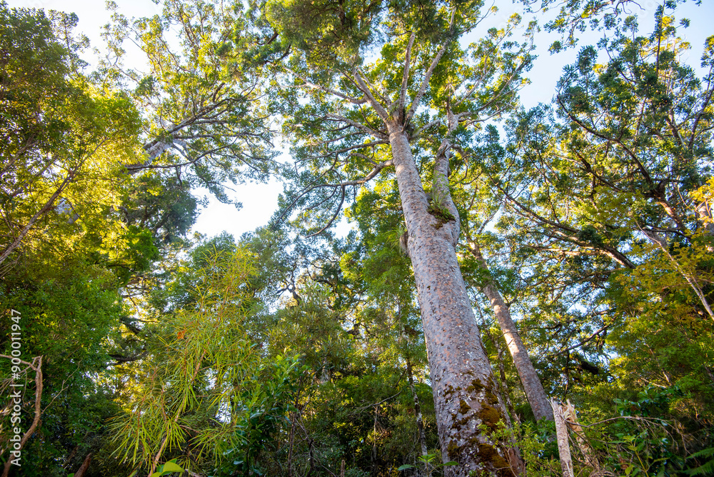 Fototapeta premium Waipoua Kauri Forest - New Zealand