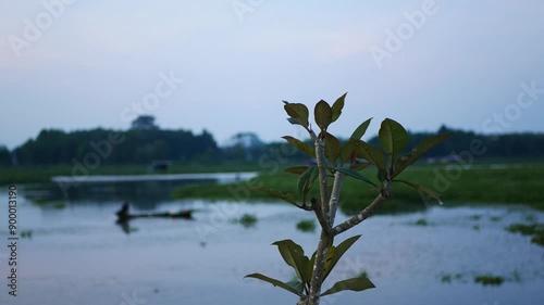 lake in the forest