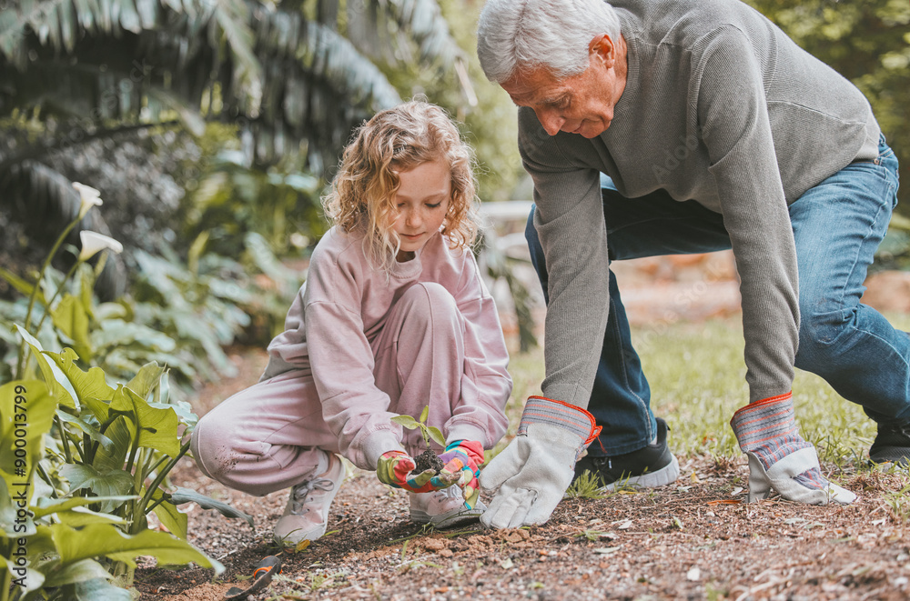 Fototapeta premium Gardening, planting and grandfather teaching girl in backyard for growth or landscaping. Earth day, spring or sustainability with senior man gardener and granddaughter together for growing plants