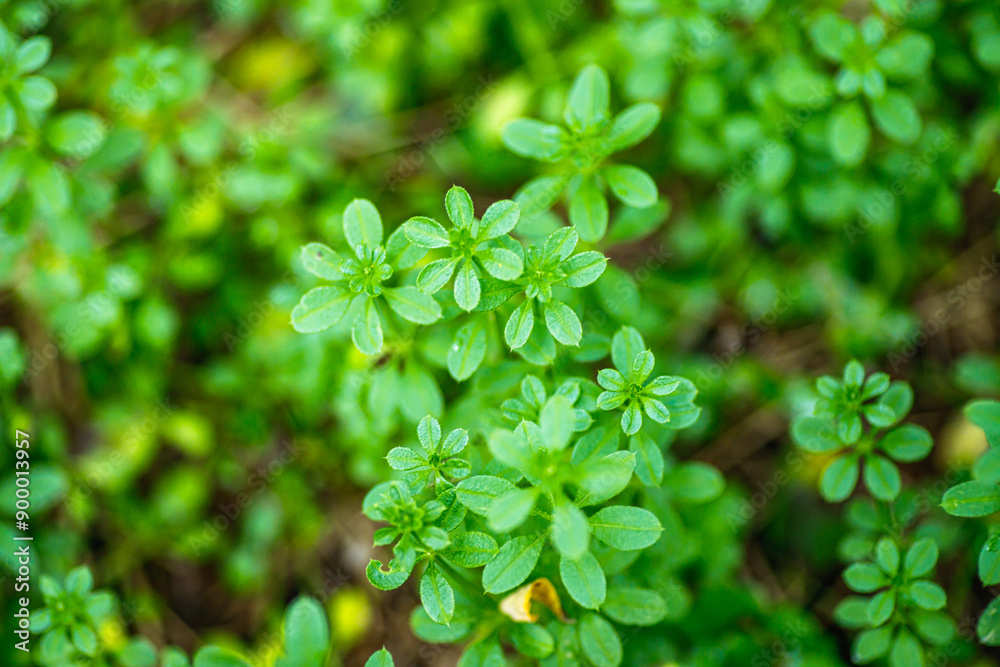 Lush Green Foliage of Ground Galium spurium, the stickwilly or false cleavers Plants Growing in Sunlight During Springtime Lush Green Foliage of Ground Galium spurium, the stickwilly or false cleavers Plants Growing in Sunlight During Springtime