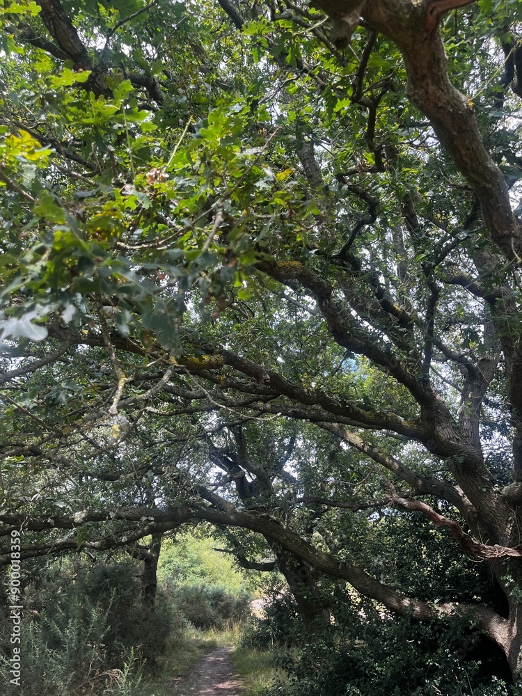 Fototapeta premium forest walk