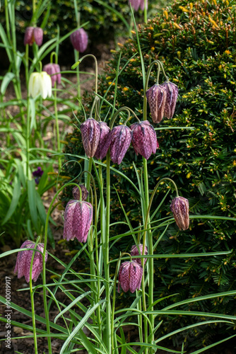 Schachbrettblume, Fritillaria meleagris mit purpurrot weiß gemusterten Blüten photo