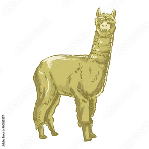 male alpaca with separate white background