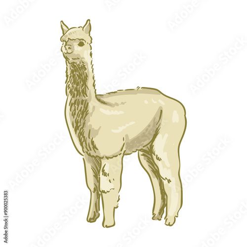 brown male alpaca with separate white background