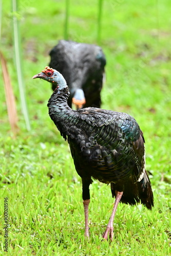 male ocellate dturkey or Guajolote Ocelado in the north west part of Belize, which has orange-red fleshy knobs on its naked bule head and spurs like a rooster, and is threatened throughout its range photo