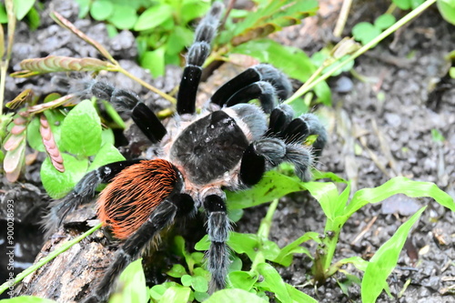 tarantula that has black and red body in the north west part of Belize photo