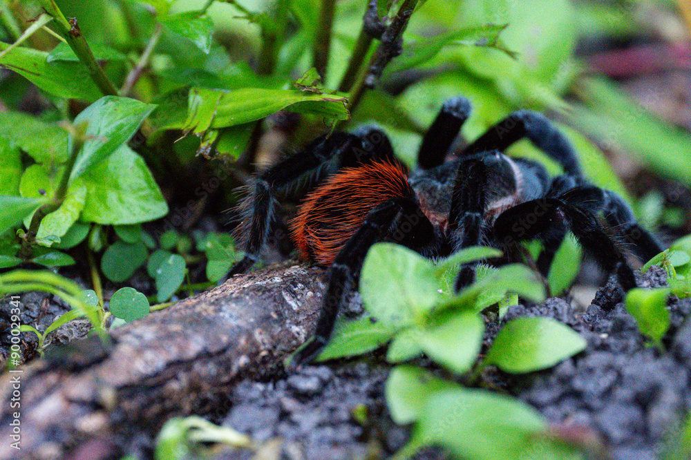 Fototapeta premium tarantula that has black and red body in the north west part of Belize