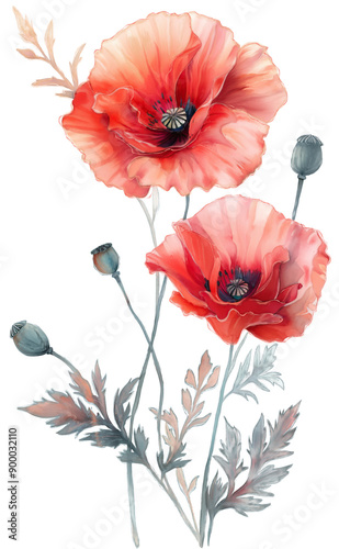 Digital Painting of Red Poppy Flowers,isolated on white .