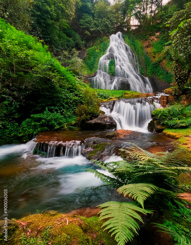 Bellísima cascada natural y bosque verde