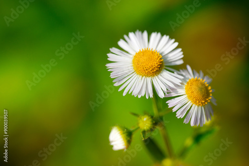 daisy flower in the grass