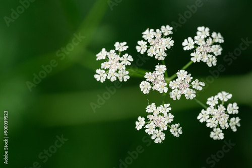 flowers on green background