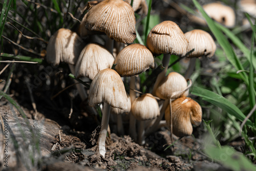 mushrooms in the forest