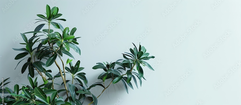 Euphorbia an ornamental plant with green stems and leaves is shown in the copy space image Euphorbia an ornamental plant with green stems and leaves is shown in the copy space image