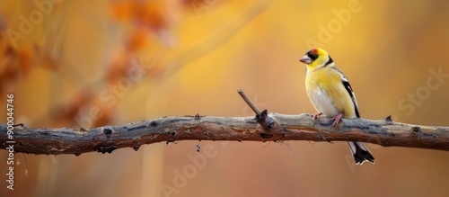 Perched on a branch a goldf...