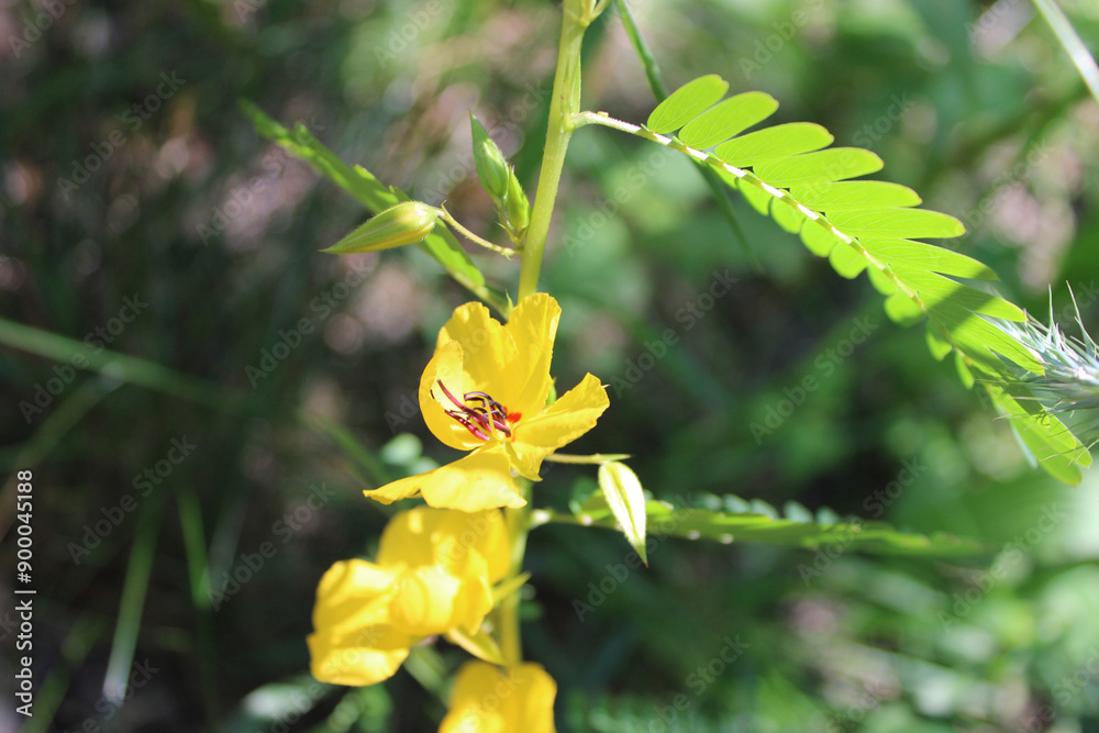 Partridge pea bloom at Dam Number 4 Woods in Park Ridge, Illinois