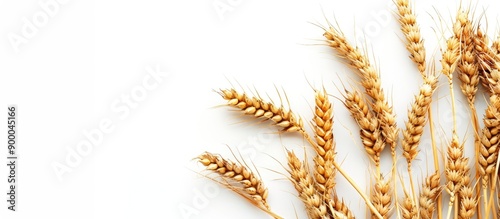 Isolated wheat spikelets on...