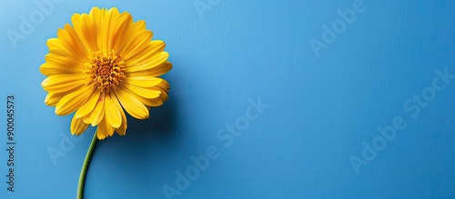 Isolated yellow calendula f...