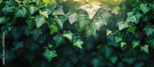 Green ivy leaves with a nat...