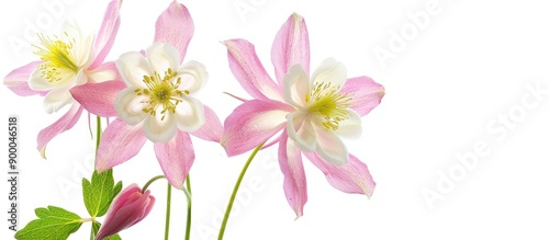 Pair of pink and white Columbine flowers in a copy space image