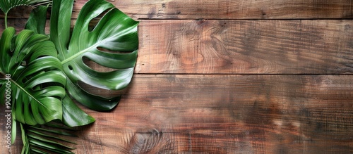 Top view of a Monstera leaf...