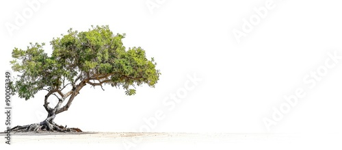 A spiny tree of small to me...