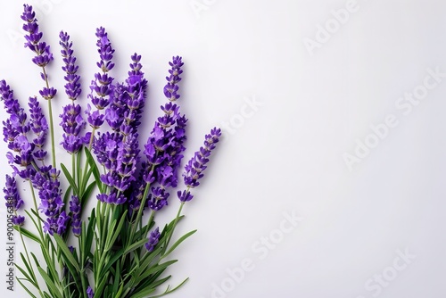 Beautiful bouquet of fresh lavender flowers with vibrant purple blooms on a white background, nature's elegance.