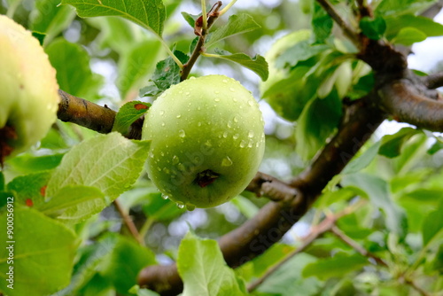 Rain-kissed green apples hanging on tree.