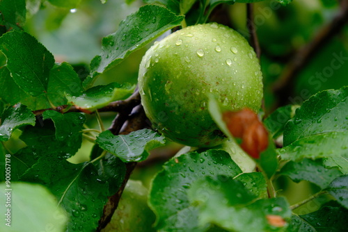 Close-up of rain-soaked green apples on tree.