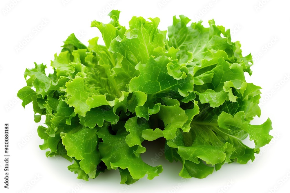 Close-up of fresh, green leafy lettuce isolated on a white background, showcasing its vibrant color and crisp texture. Close-up of fresh, green leafy lettuce isolated on a white background, showcasing its vibrant color and crisp texture.
