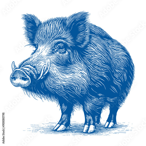 wild boar vector, hog vector, pig vector