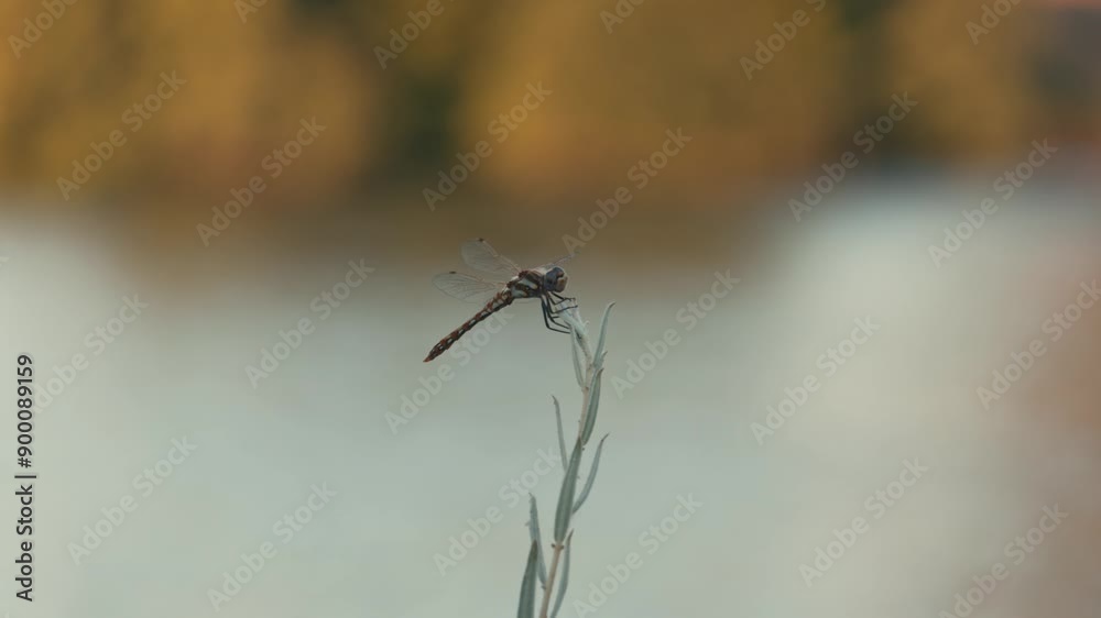 Dragonfly perched on stick in front of river 