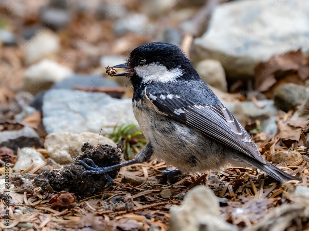 Obraz premium 森の中で地面に降りてエサや巣材を集めているヒガラ