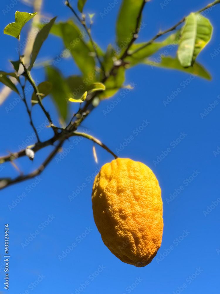 Etrog grow on yellow citron tree