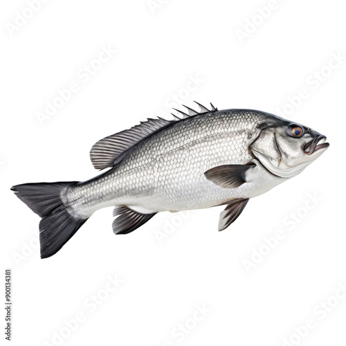 Realistic Image of a Freshwater Fish