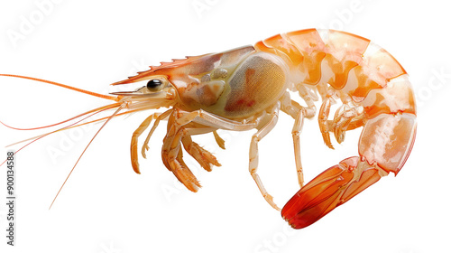 Fresh Shrimp Isolated on White Background