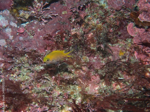 White-caudal chromis Juvenile in Izu