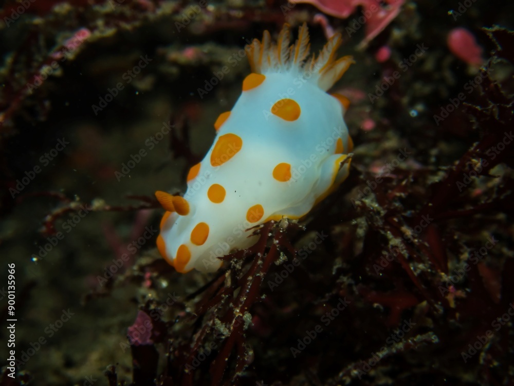 Beautiful nudibranch, Gymnodoris impudica in Hokkawa Beautiful nudibranch, Gymnodoris impudica in Hokkawa