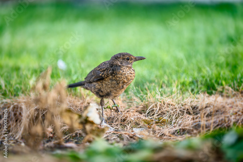 Common Blackbird