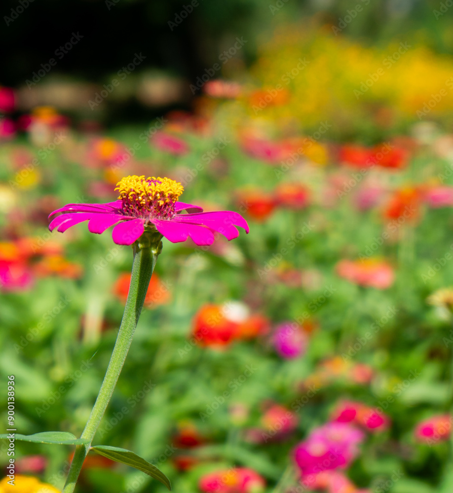 A colorful butterfly is catching a beautiful flower. A colorful butterfly is catching a beautiful flower.