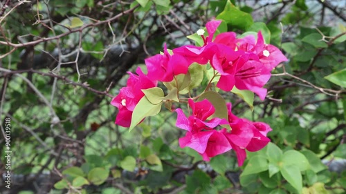 Closeup The wind is blowing bougainvillea flower color pink and green leaves