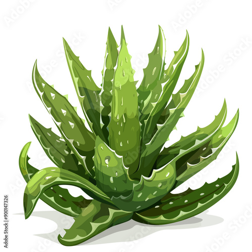 Aloe vera