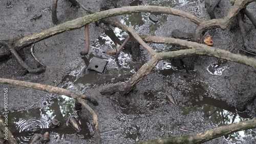 mangrove tree, mangrove forest, forest at the river estuary with shell and rain drops, top view, wet mud environment footage, Rhizophora mucronata Poir or Red Mangrove photo