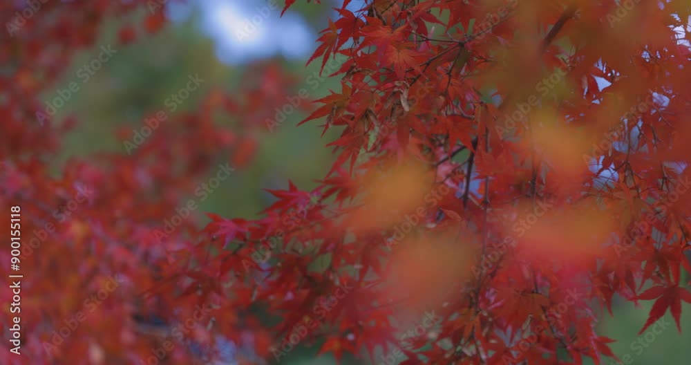 Red maple leaves near Katsuragawa in Kyoto in autumn focusing Red maple leaves near Katsuragawa in Kyoto in autumn focusing