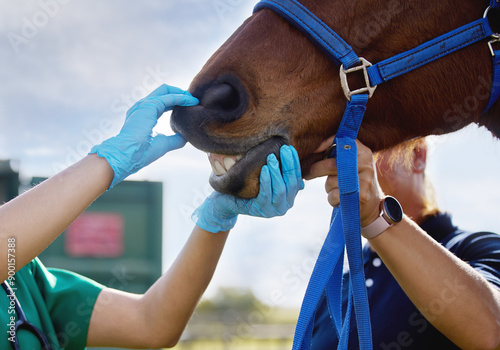 Photos Vet, hand and horse with mouth outdoor for dental examination, teeth hygiene and gum health of healthcare